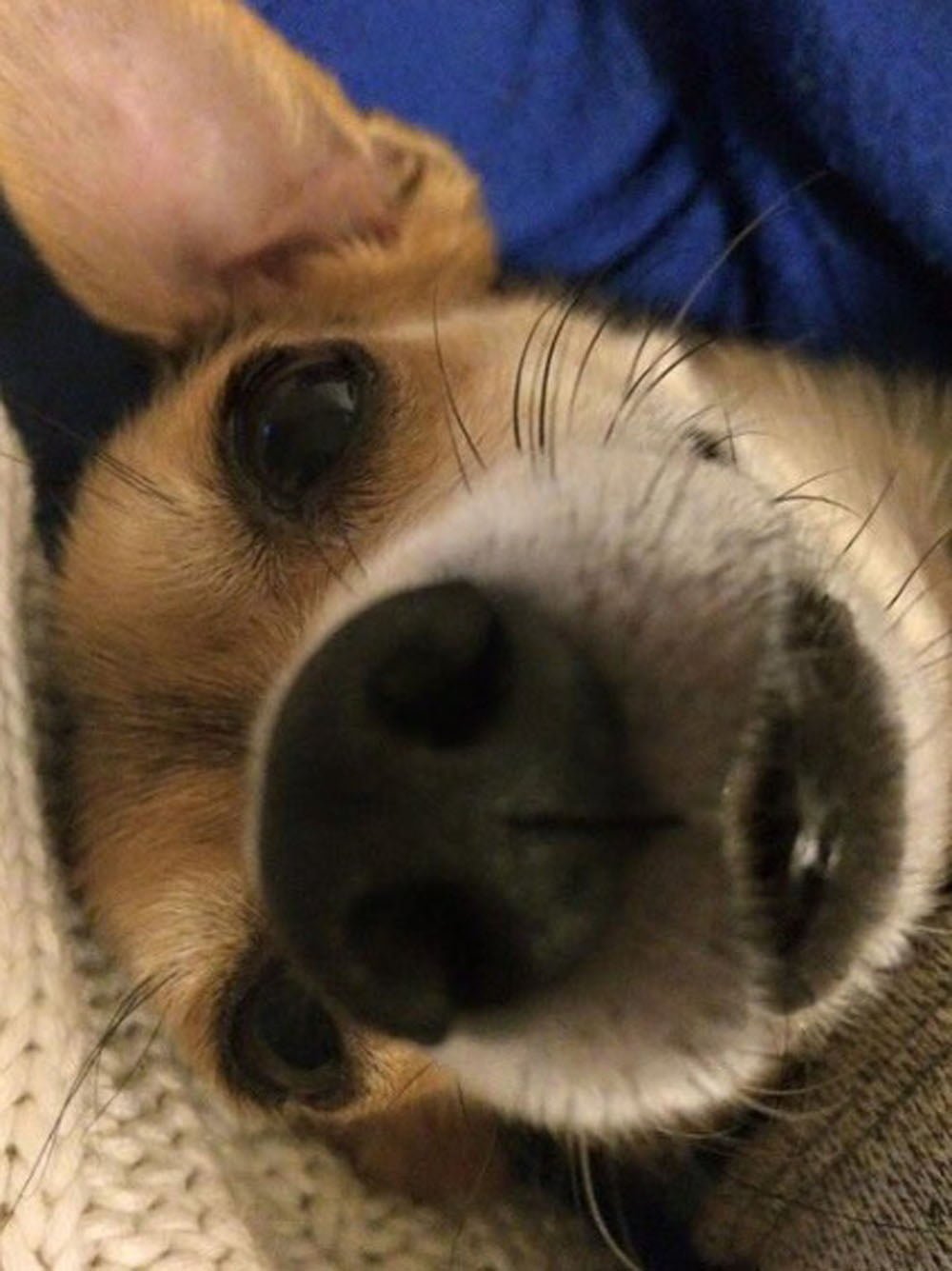 Esta pequeña chihuahua tiene el chaleco más lindo para protegerla de los coyotes 10 Beanie