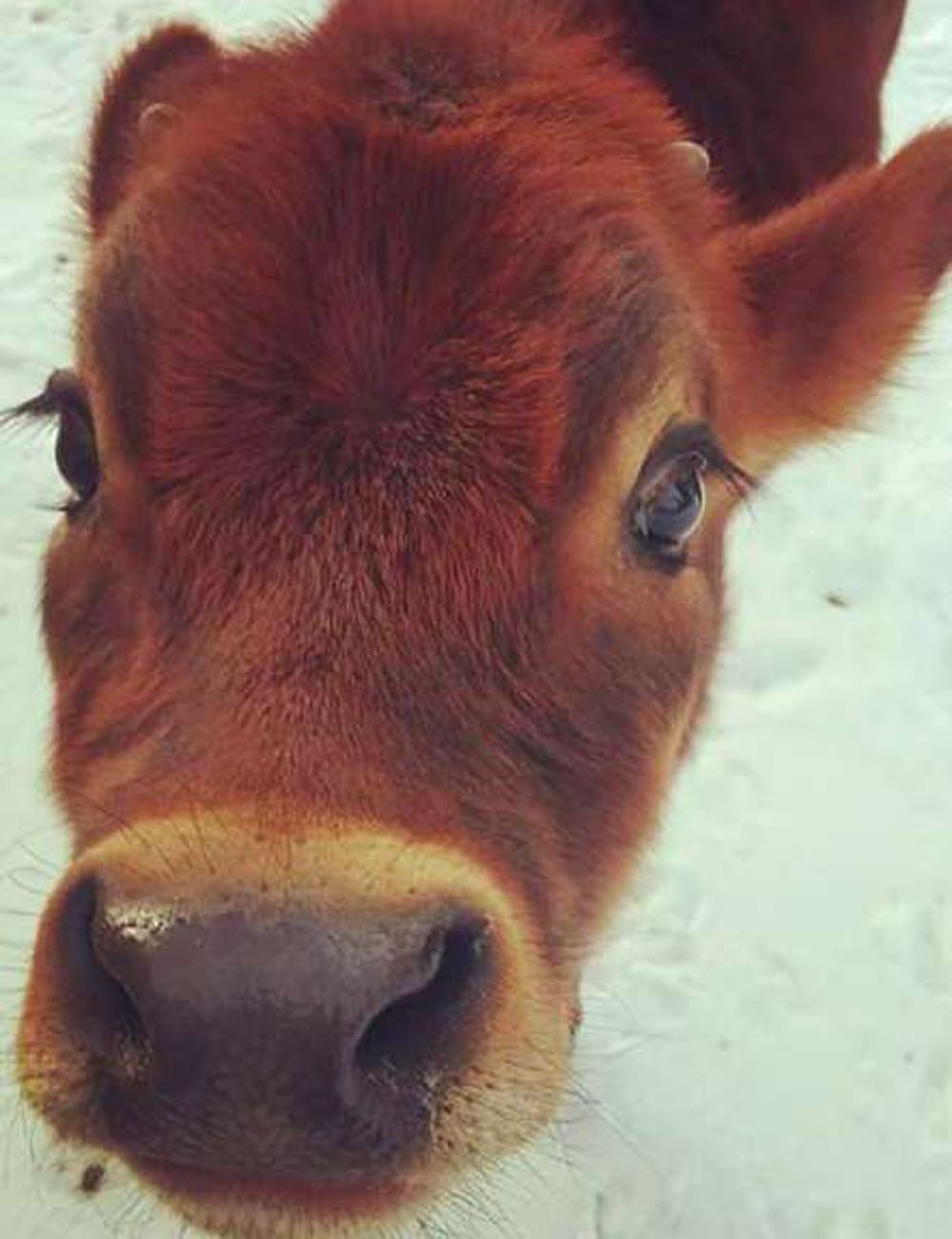 Hombre sorprende a su familia en navidad con un nuevo animal de compañía 9 Becerro
