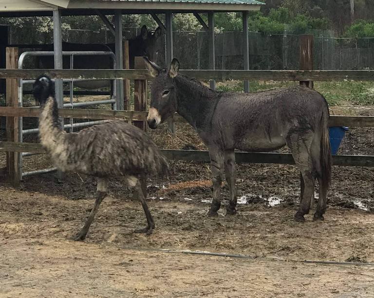 El actor Jeffrey Dean Morgan adoptó un burro y un emu que son inseparables 8 Burro y Emu