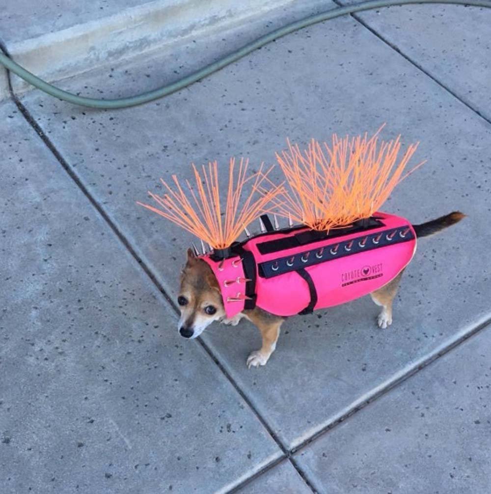 Esta pequeña chihuahua tiene el chaleco más lindo para protegerla de los coyotes 11 Chaleco contra coyotes