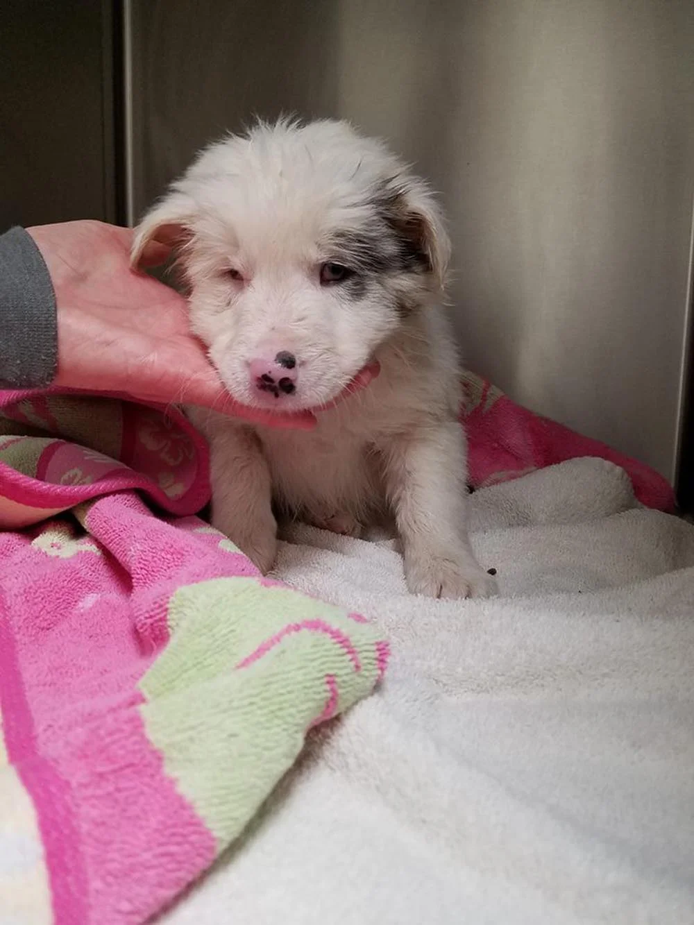 Personas encuentran al cachorro más dulce dentro de una bolsa de basura que flotaba en un arroyo 3 Chapel