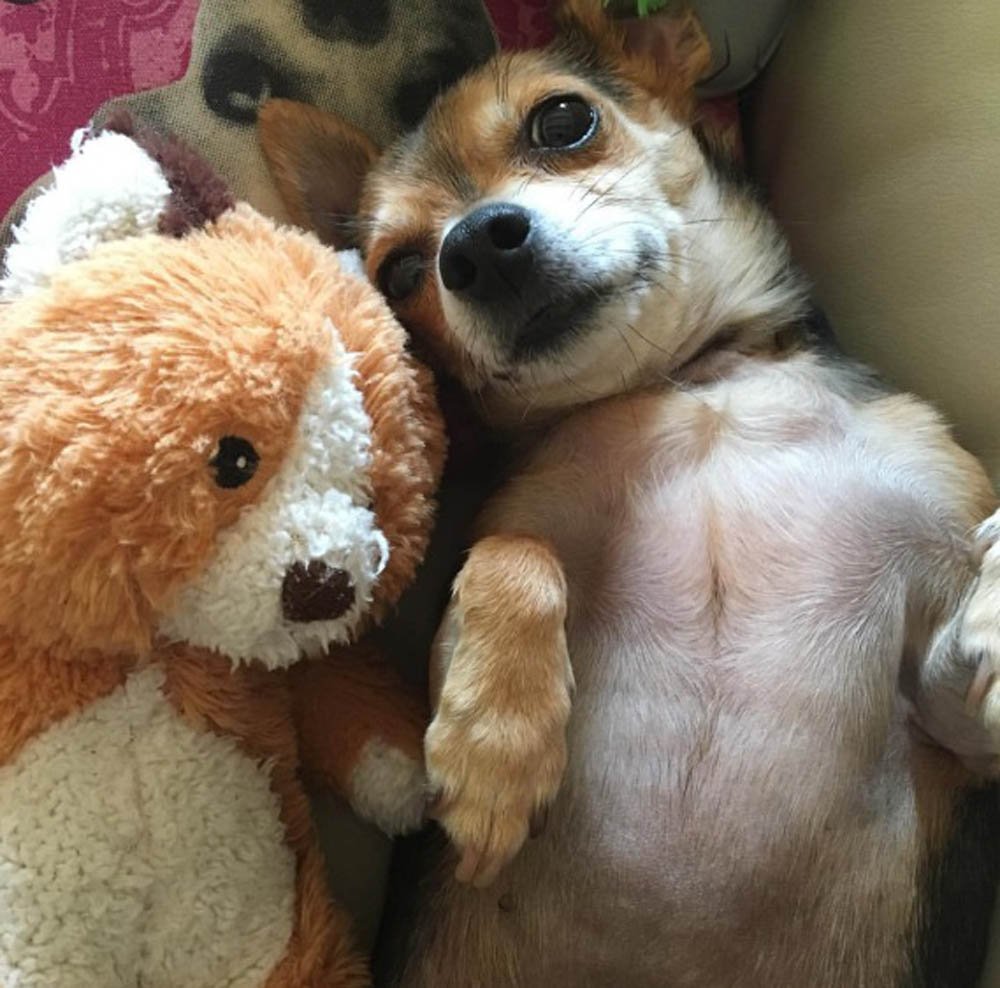Esta pequeña chihuahua tiene el chaleco más lindo para protegerla de los coyotes 9 Chihuahua y su juguete
