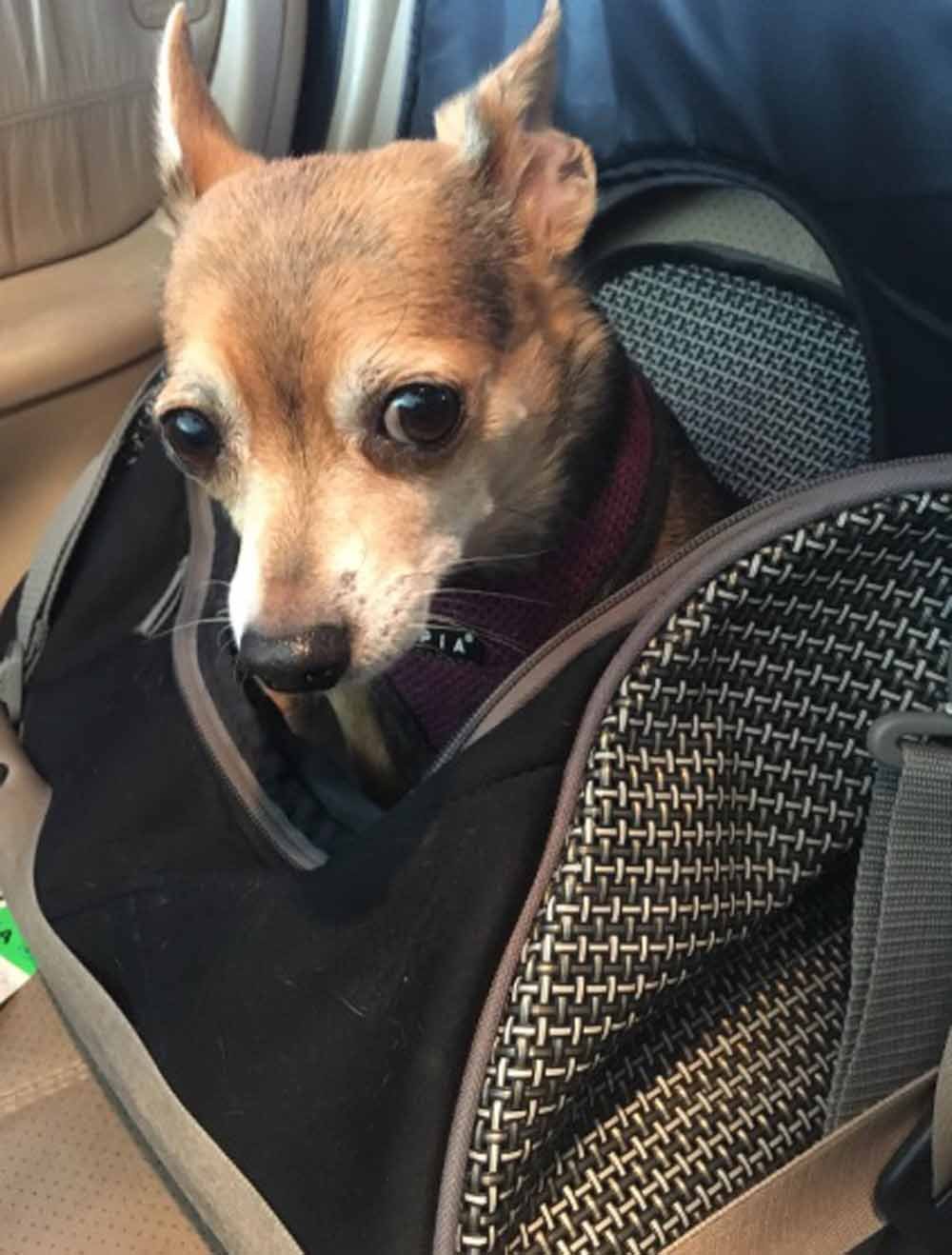 Esta pequeña chihuahua tiene el chaleco más lindo para protegerla de los coyotes 12 Chihuahua
