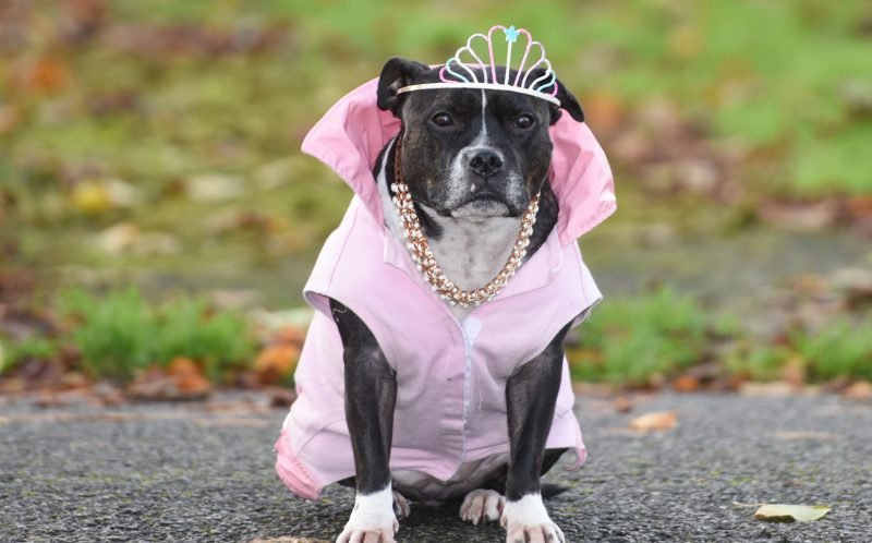 Cleopatra Cleopatra