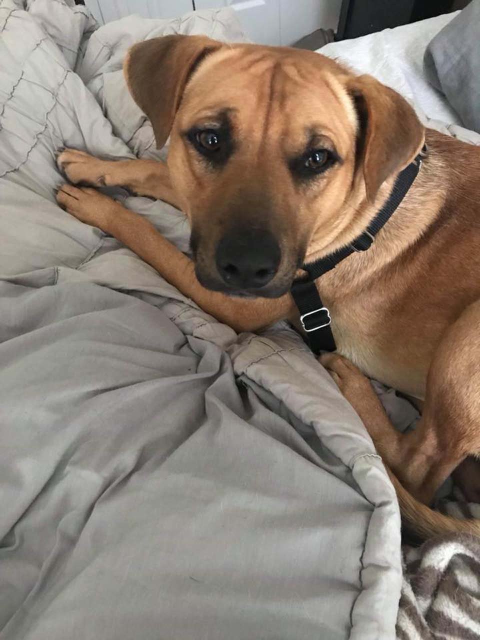 Este perrito estaba muy asustado cuando su familia lo dejó en el refugio por "comer basura" 9 Coby es un perro muy dulce