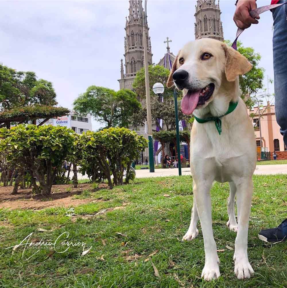 Este perrito obtuvo una segunda oportunidad