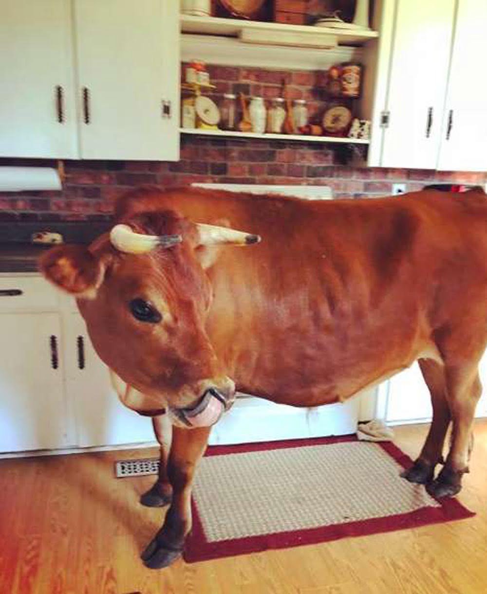 Hombre sorprende a su familia en navidad con un nuevo animal de compañía 11 Finn en la cocina