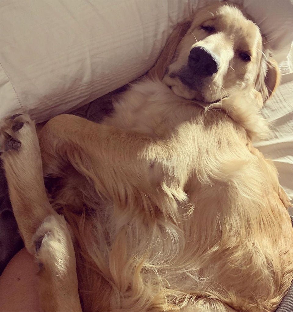 Franklin durmiendo
