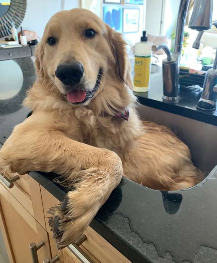 Franklin en el baño
