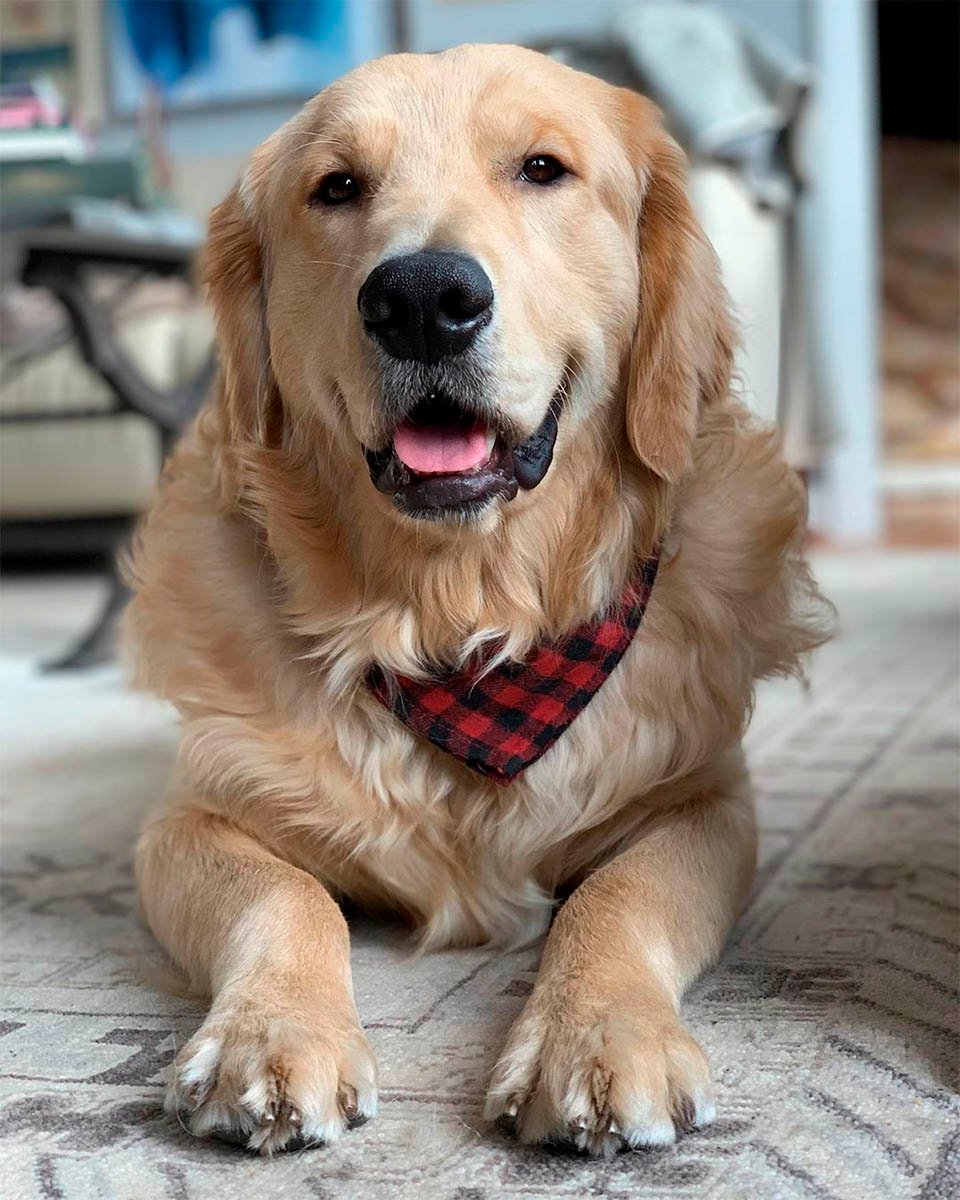 Franklin feliz