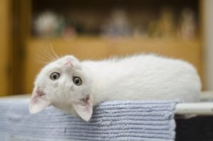 Inicio 5 Gatito