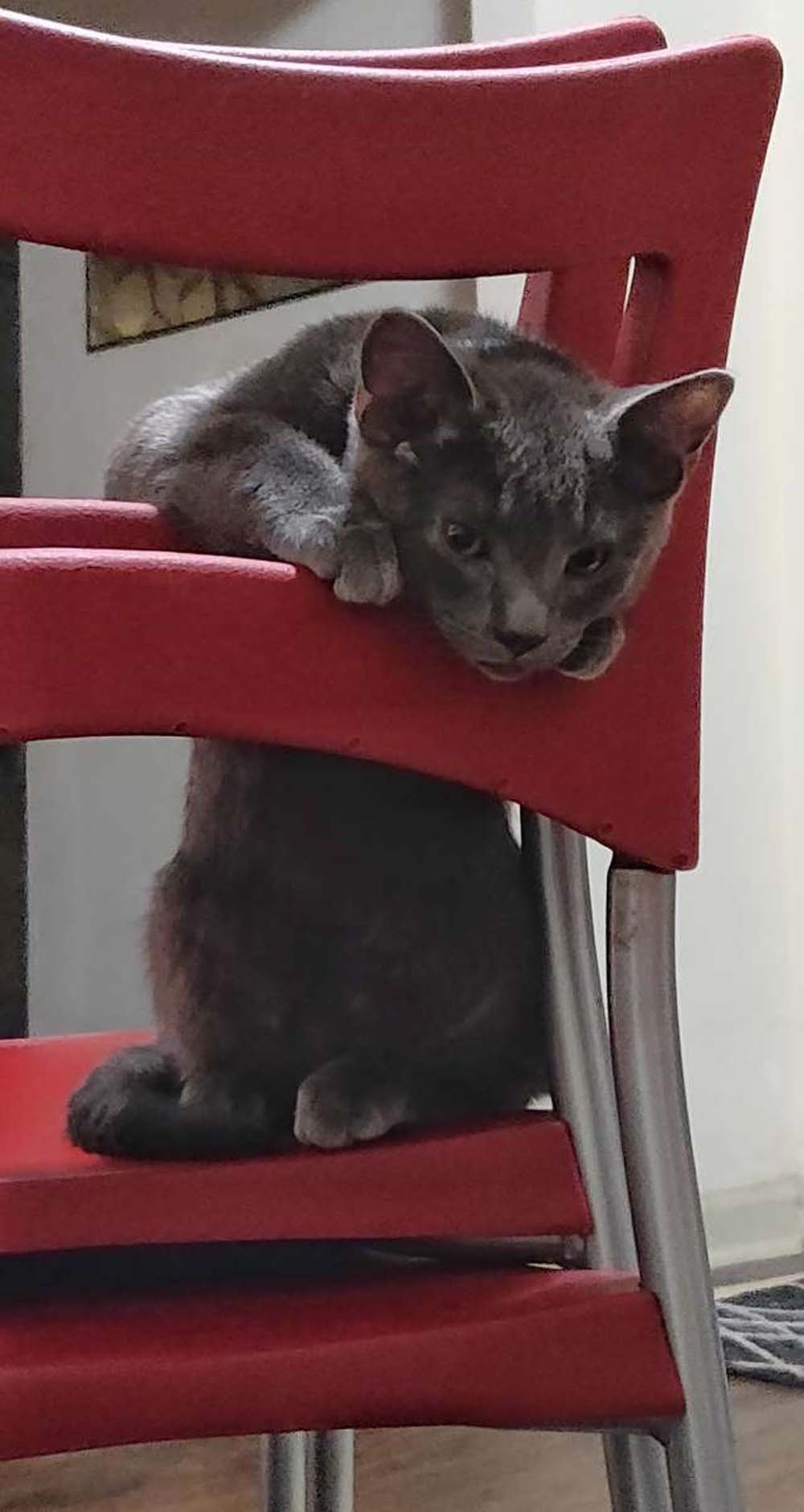 Gatito sin hogar le pide ayuda a un hombre y no lo deja ir 10 Gatito gris