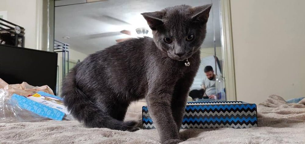 Gatito sin hogar le pide ayuda a un hombre y no lo deja ir 6 Gato gris