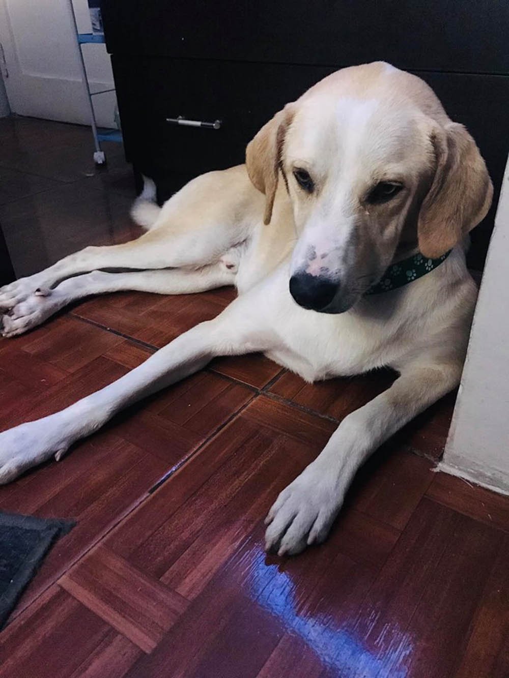 Hachiko peruano