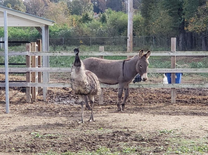 El actor Jeffrey Dean Morgan adoptó un burro y un emu que son inseparables 9 Jack y Diane