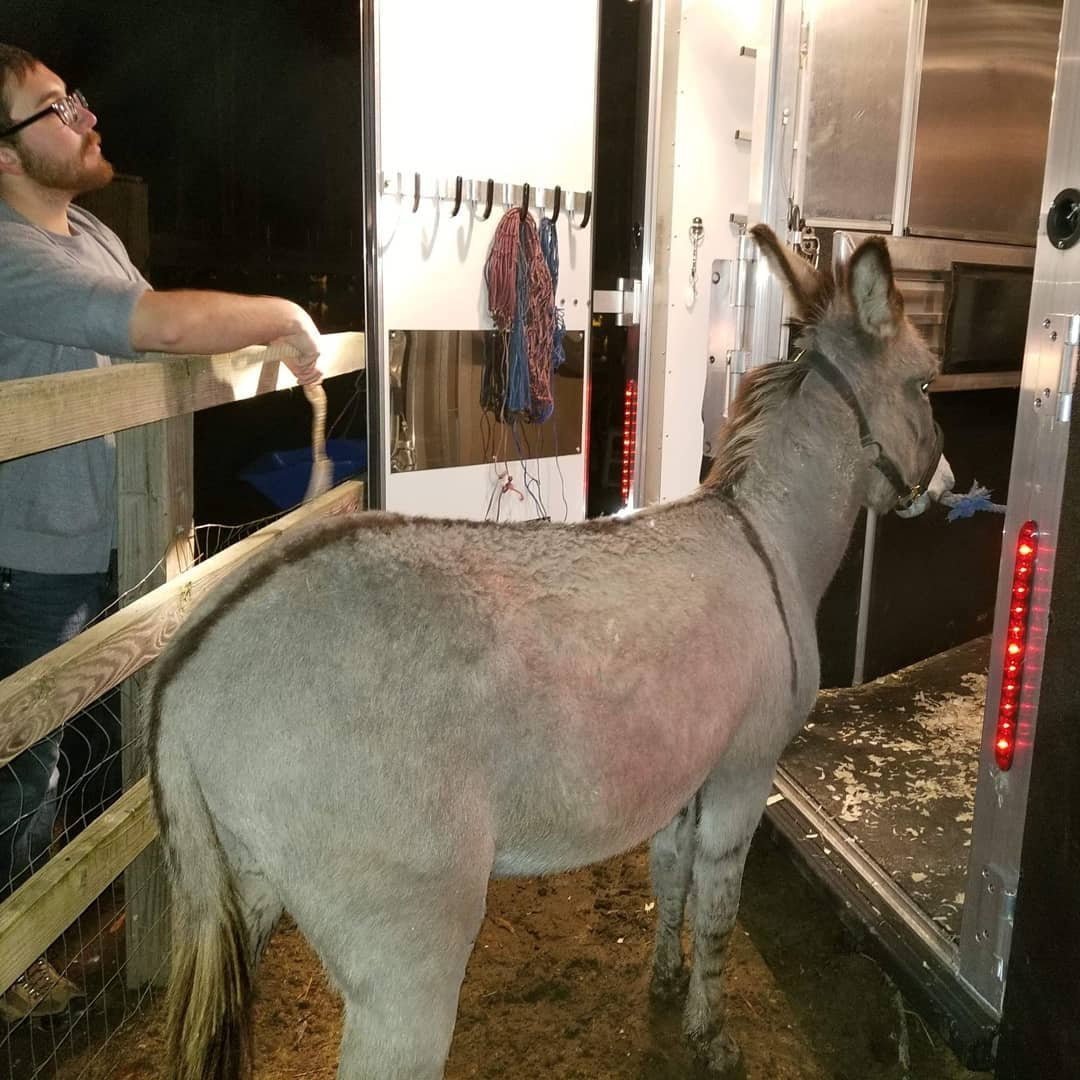 El actor Jeffrey Dean Morgan adoptó un burro y un emu que son inseparables 7 Jack