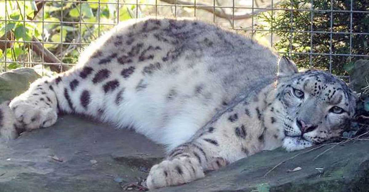 Leopardo de las nieves fue asesinado por escapar de su recinto