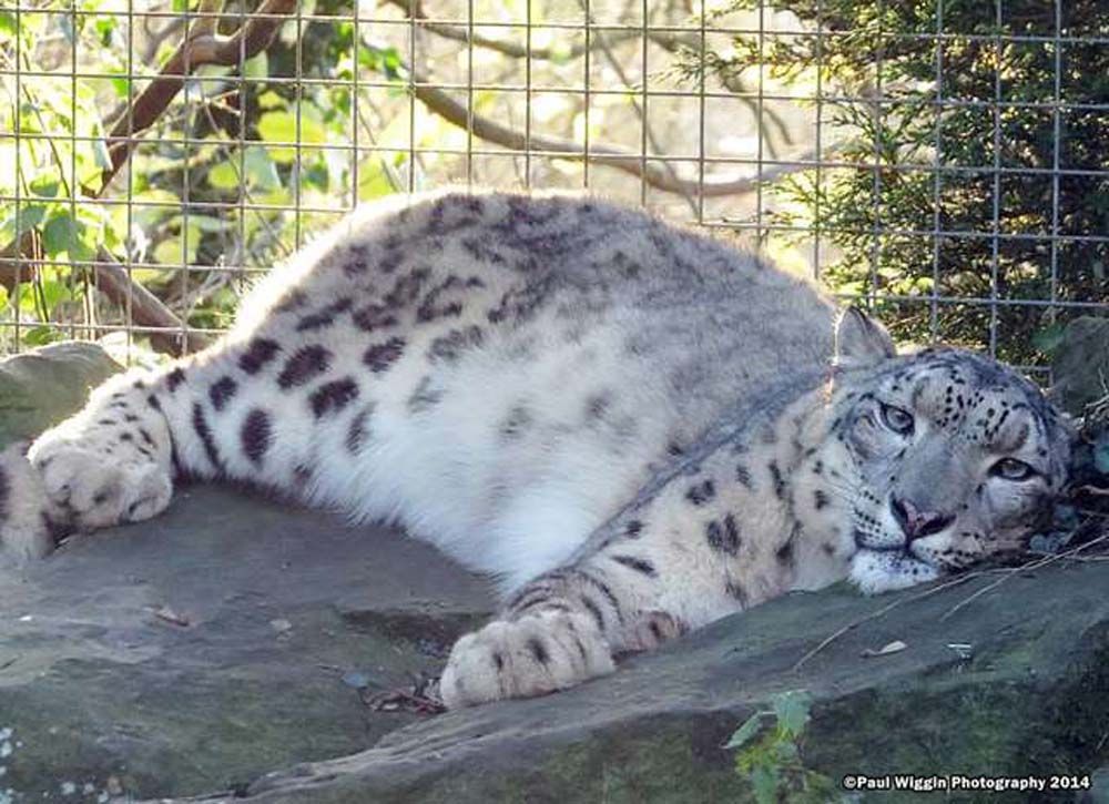 Leopardo de las nieves fue asesinado