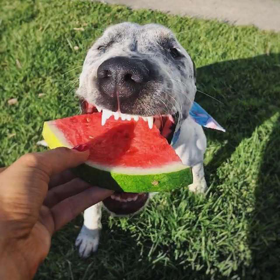 Perro que regresó al refugio 2 veces no puede creer que finalmente tenga una madre 13 Lola es adorable