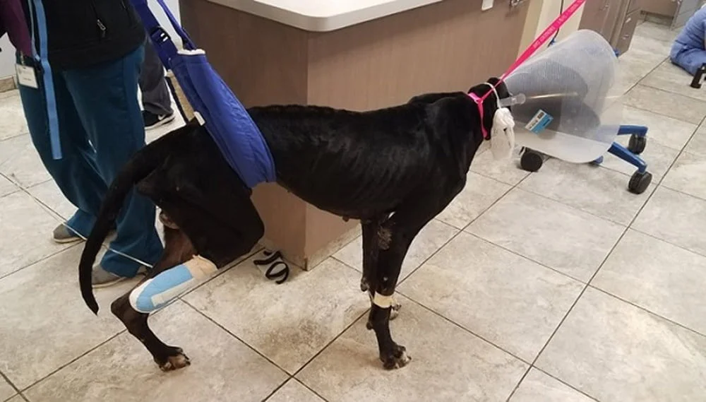 Luke aguantó hambre durante días