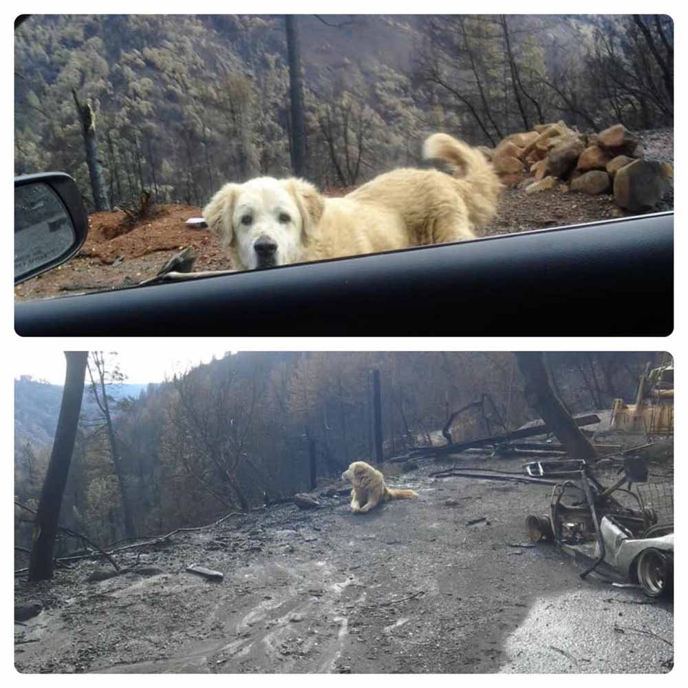 Perrito que sobrevivió a incendio en California fue encontrado custodiando las ruinas de su casa después de casi un mes 5 Madison