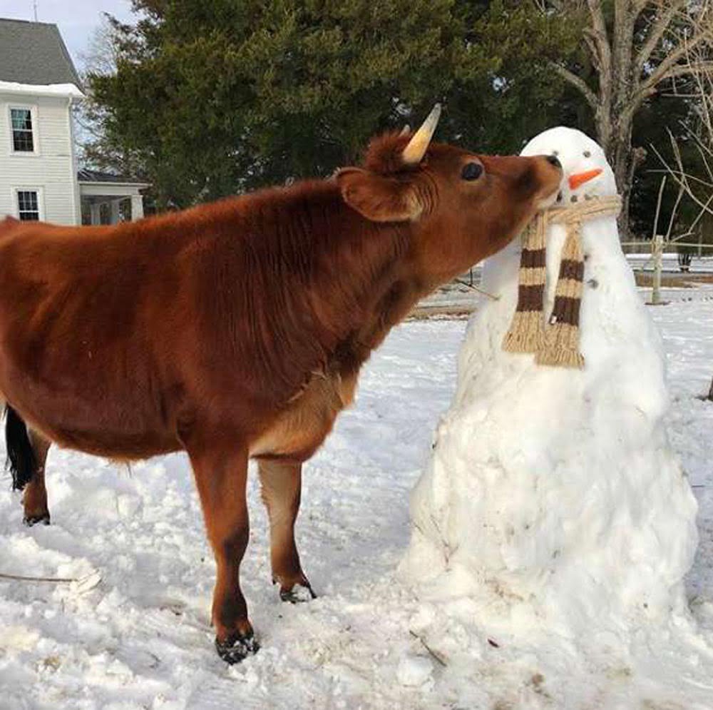 Hombre sorprende a su familia en navidad con un nuevo animal de compañía 7 Muñeco de nieve