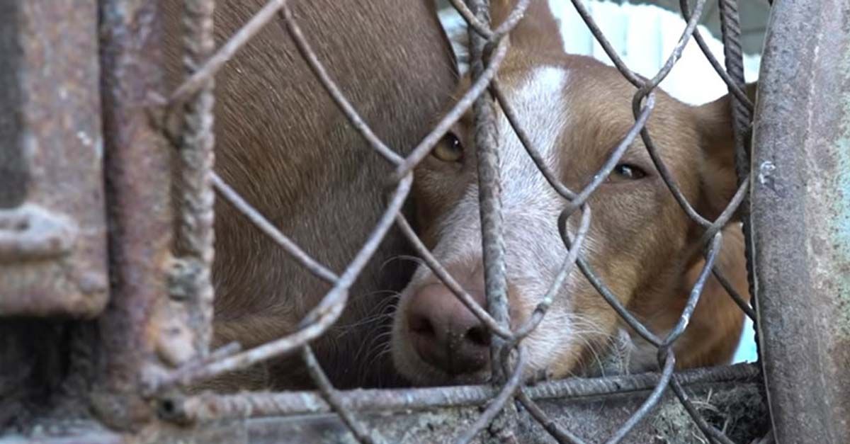 Numerosos perros son maltratados hasta morir en una finca de Murcia