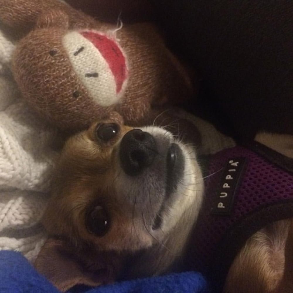 Esta pequeña chihuahua tiene el chaleco más lindo para protegerla de los coyotes 8 Pequeña chihuahua