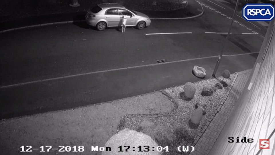 Perrito abandonado en la carretera
