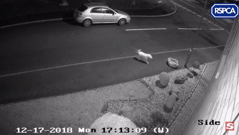 Perrito fue abandonado