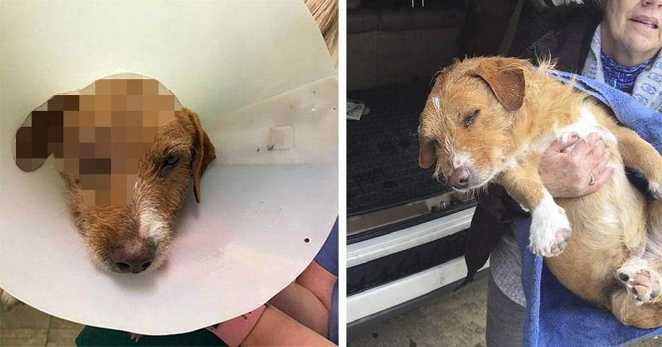 Perrito herido con pistola de balines se recupera