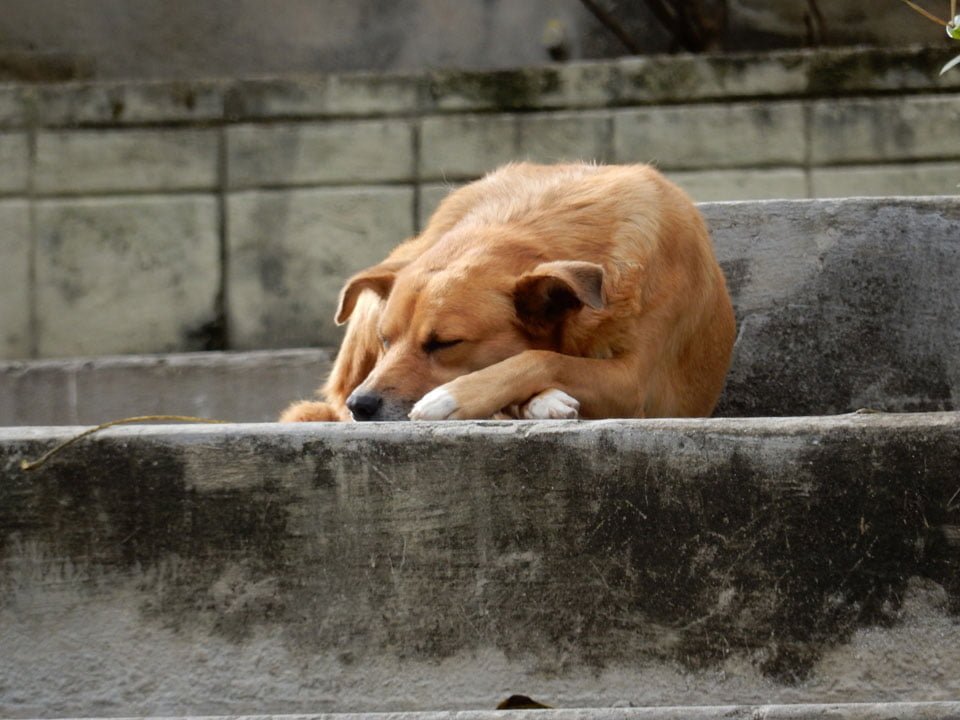 Perrito sin hogar