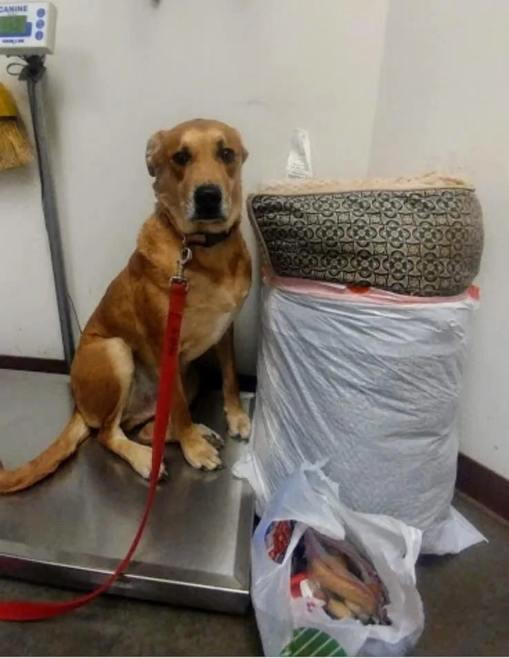 Perro abandonado con sus pertenencias Perro abandonado con sus pertenencias