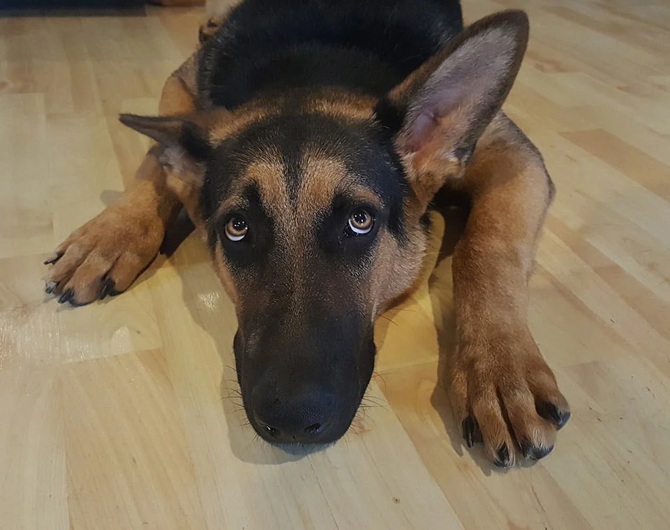 Perro asustado Perro asustado