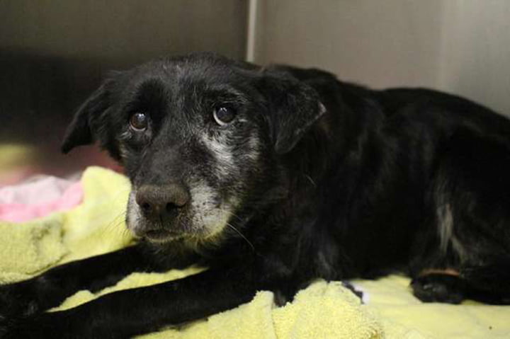 Perro de 14 años consigue hogar justo para Navidad Perro de 14 años consigue hogar justo para Navidad