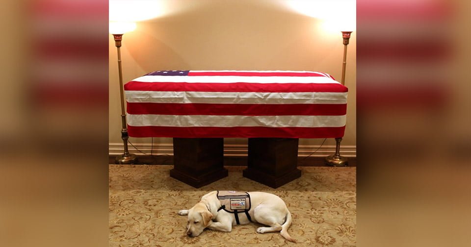 Perro de servicio del presidente Bush lo acompaño hasta el fin