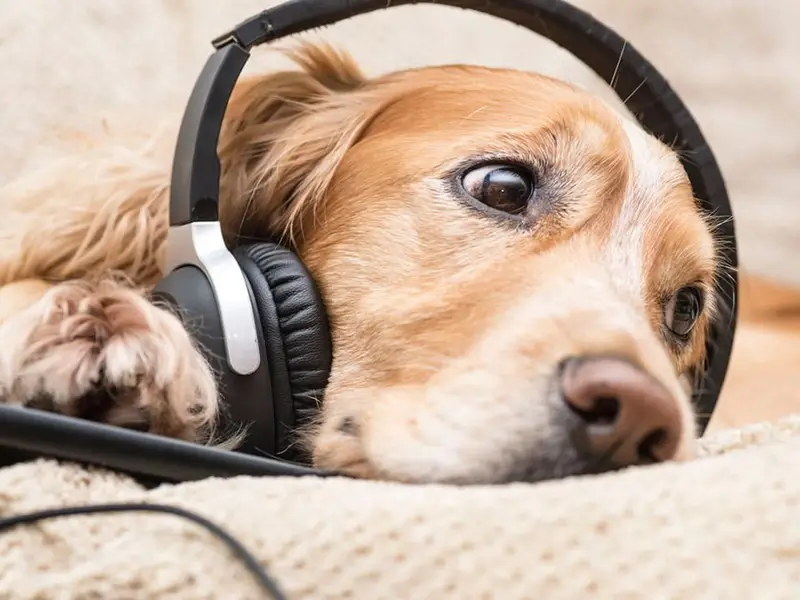 Perro escucha música