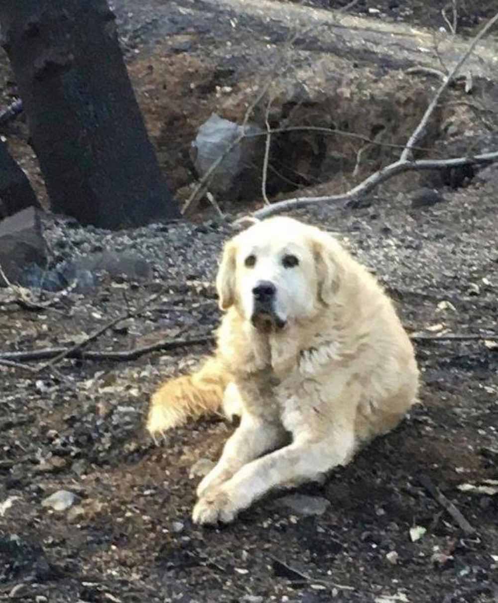 Perrito que sobrevivió a incendio en California fue encontrado custodiando las ruinas de su casa después de casi un mes 6 Perro esperó a su familia