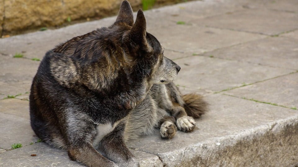 Perro sin hogar en Argentina