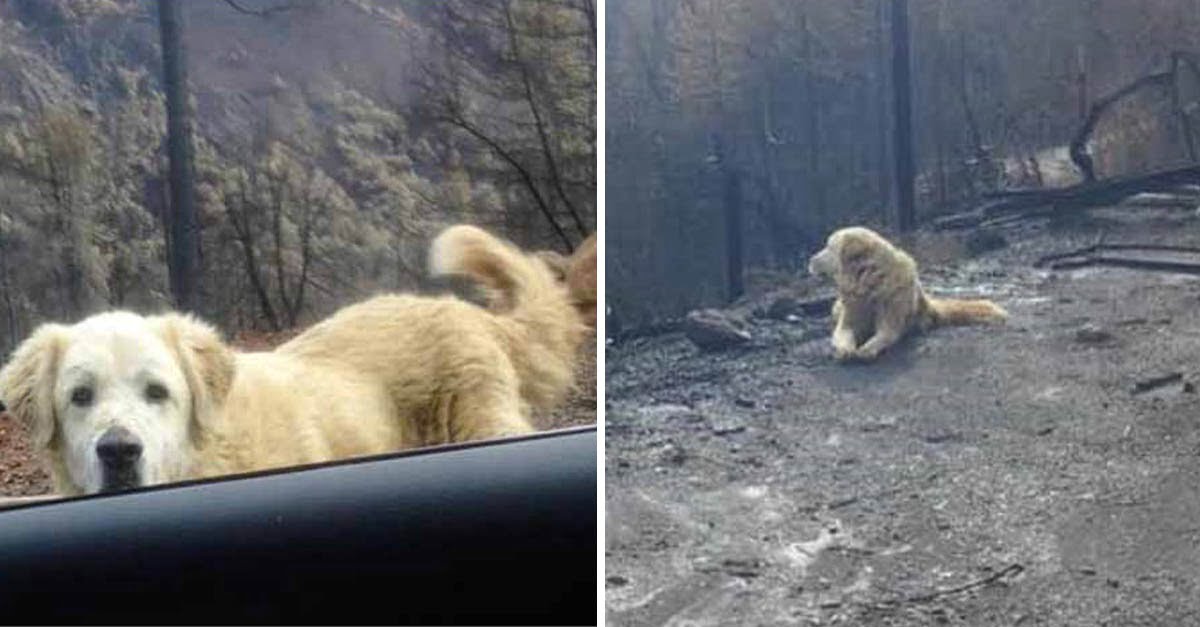 Perro sobrevivió a incendio en California y fue encontrado casi un mes después