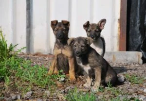 Perros