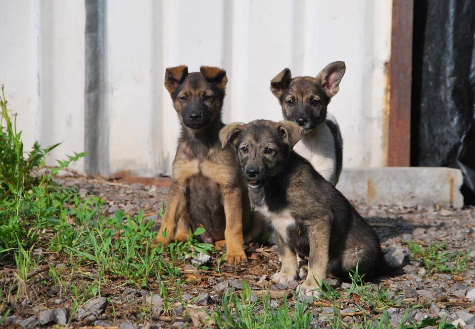 Perros