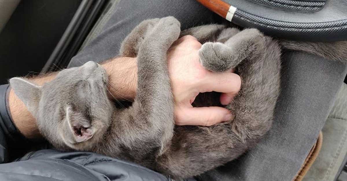 Gatito sin hogar le pide ayuda a un hombre y no lo deja ir 8 Popeye
