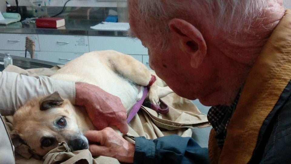 Sandy en el veterinario