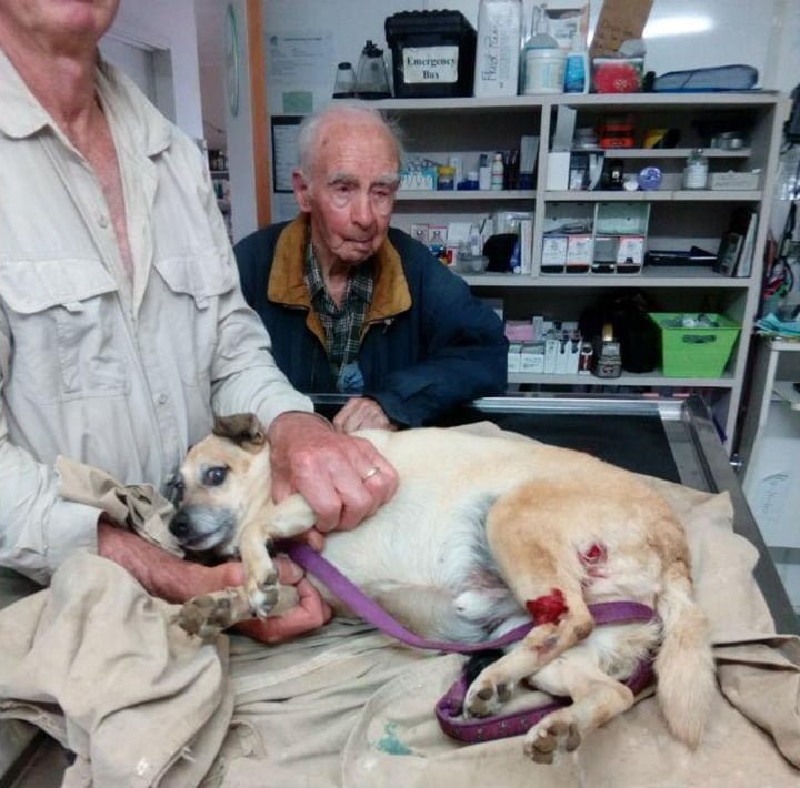 Sandy herido en el veterinario