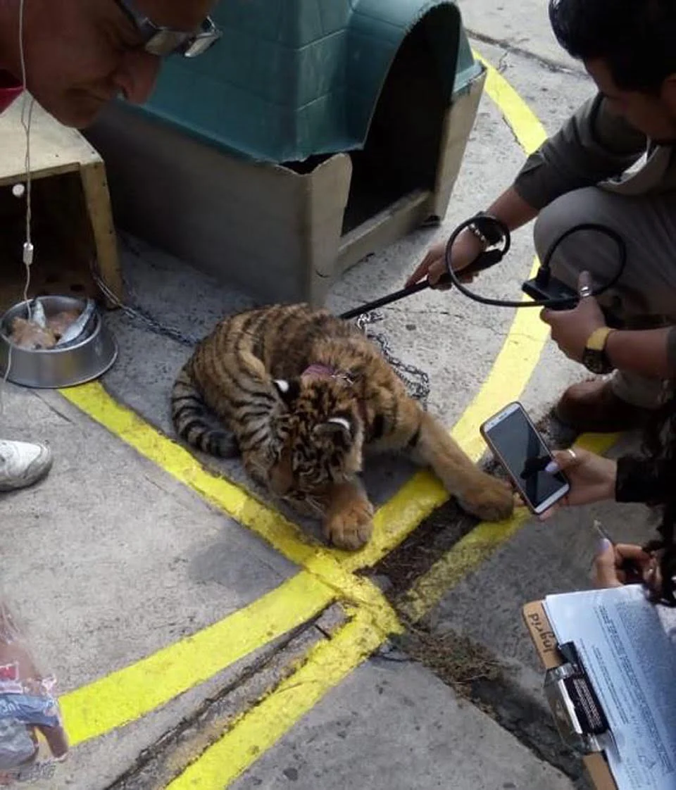 Tigre a las afueras de un restaurante