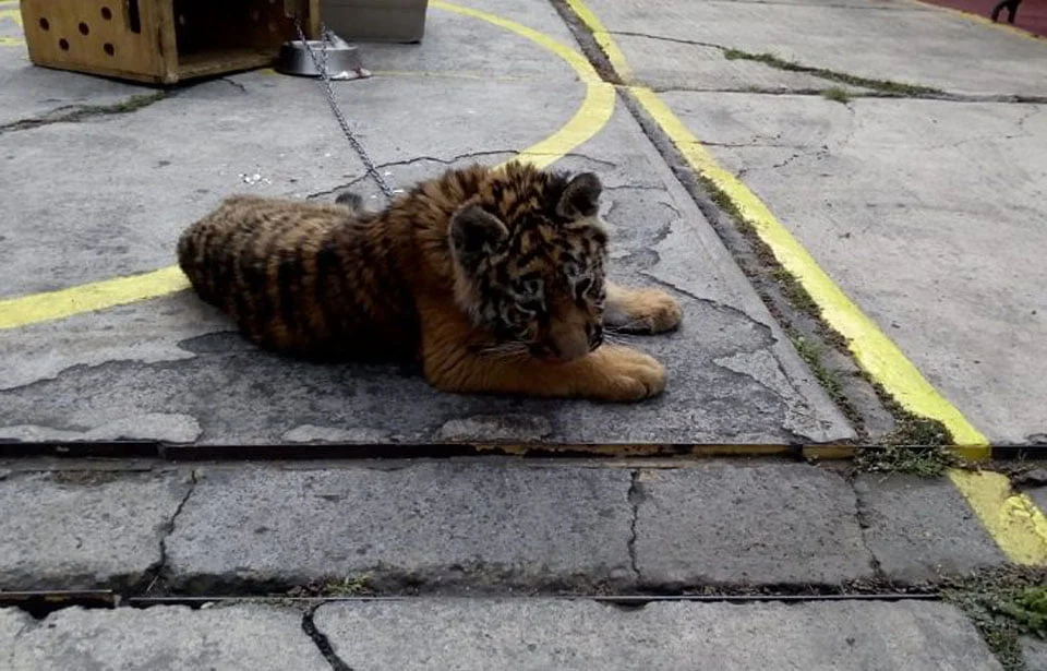 Tigresa bebé fue rescatada