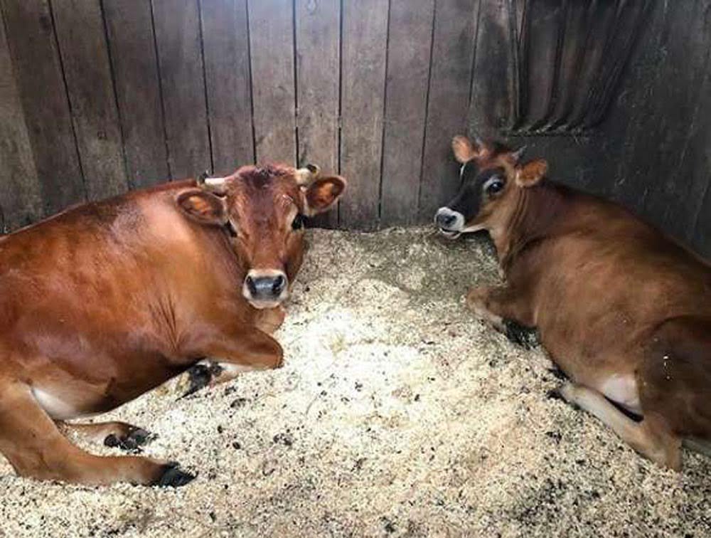 Hombre sorprende a su familia en navidad con un nuevo animal de compañía 14 Vaca y becerro