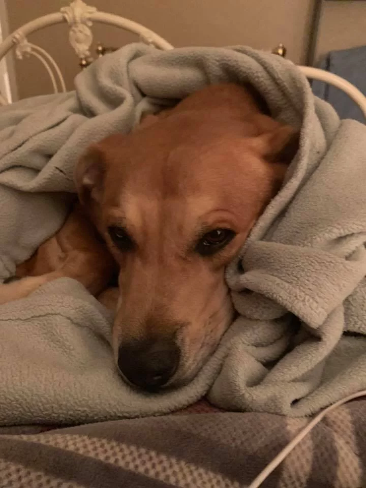 Wall-e acostado Wall-e acostado