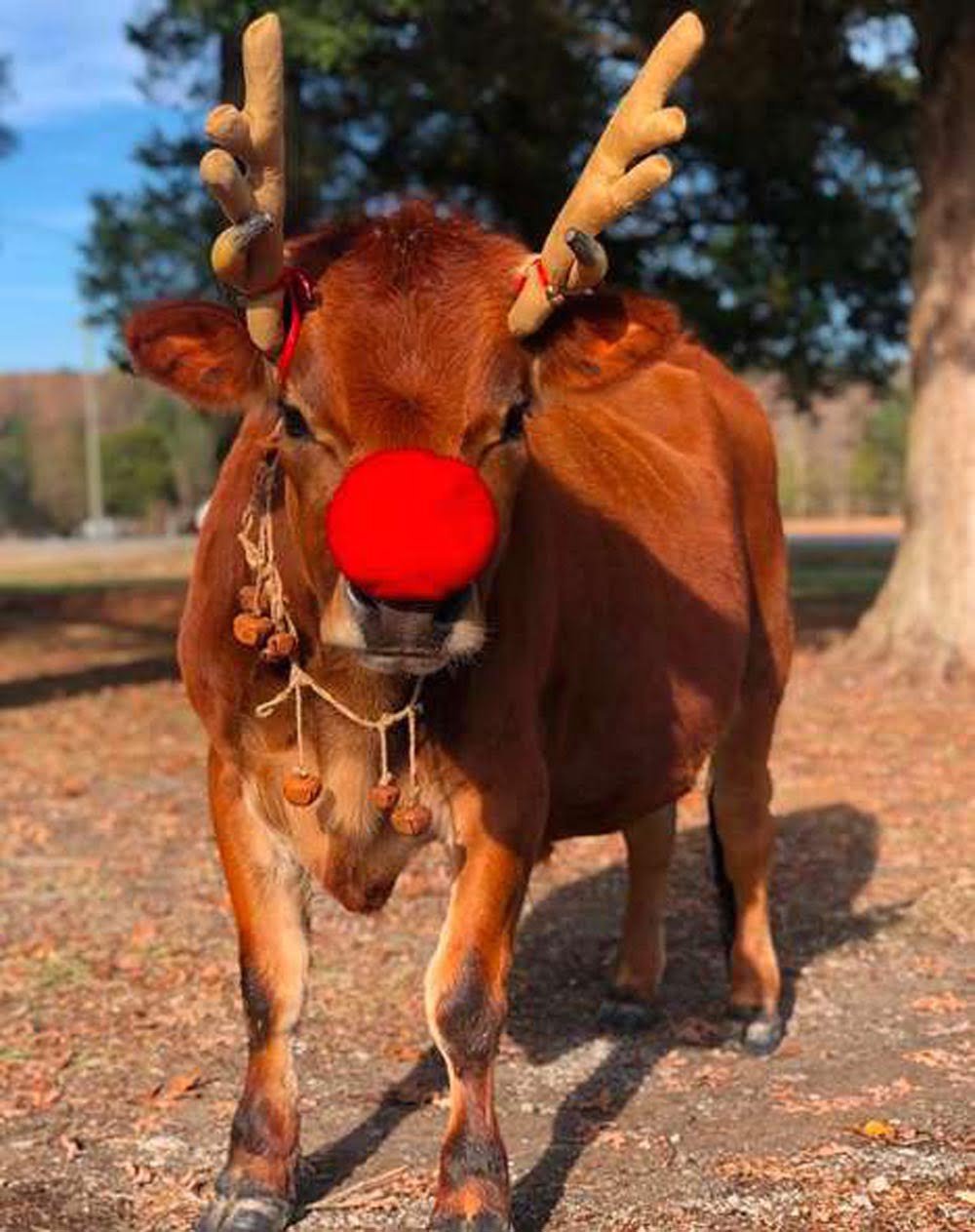 Hombre sorprende a su familia en navidad con un nuevo animal de compañía 16 finn disfrazado